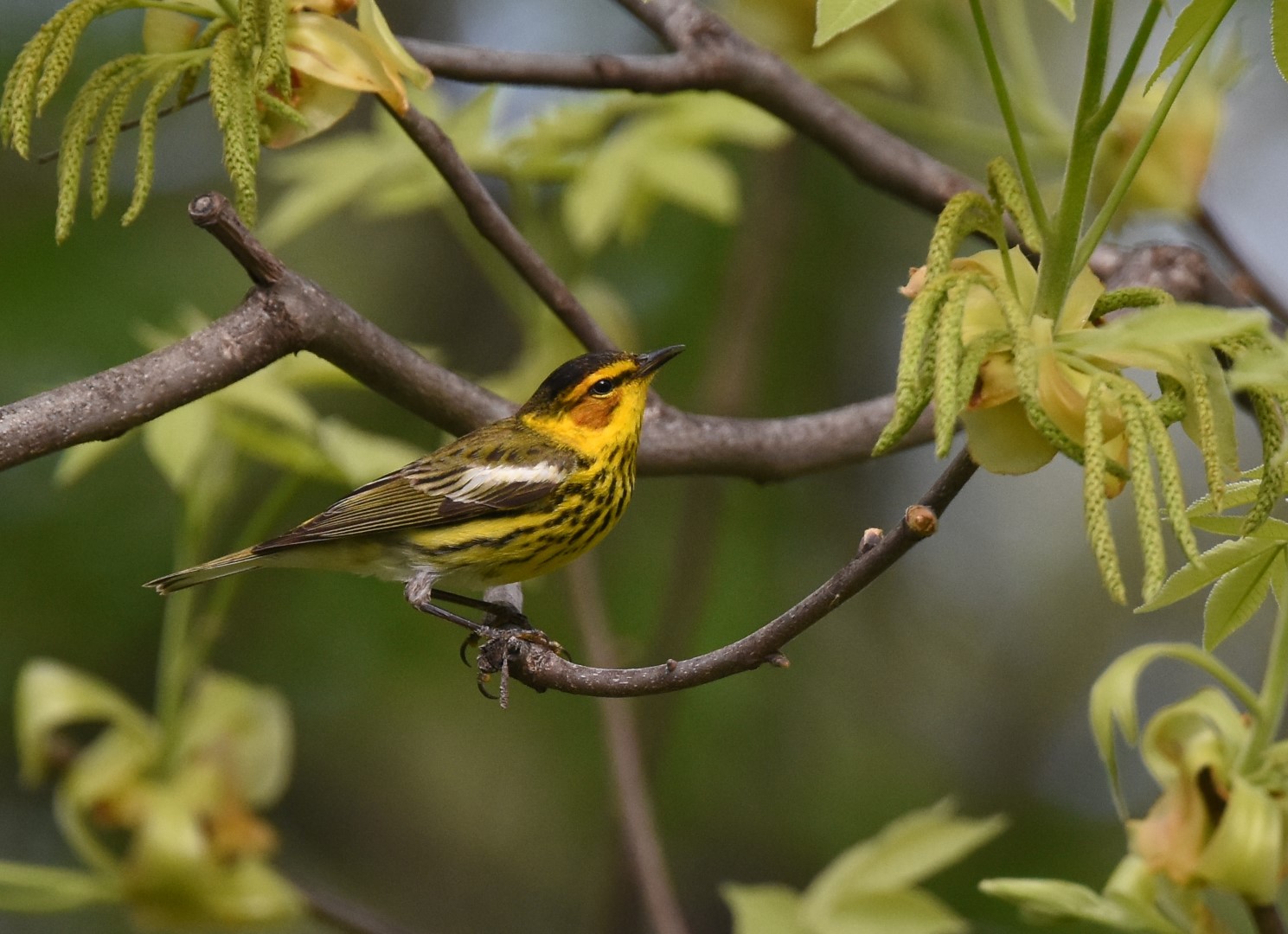 Cape May Warbler