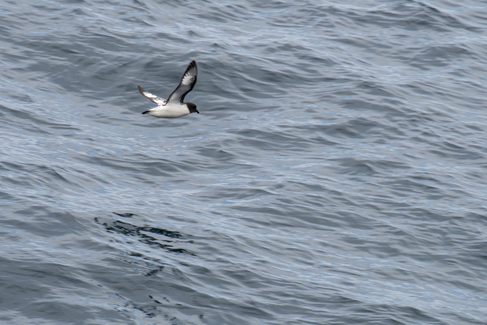 Cape petrel