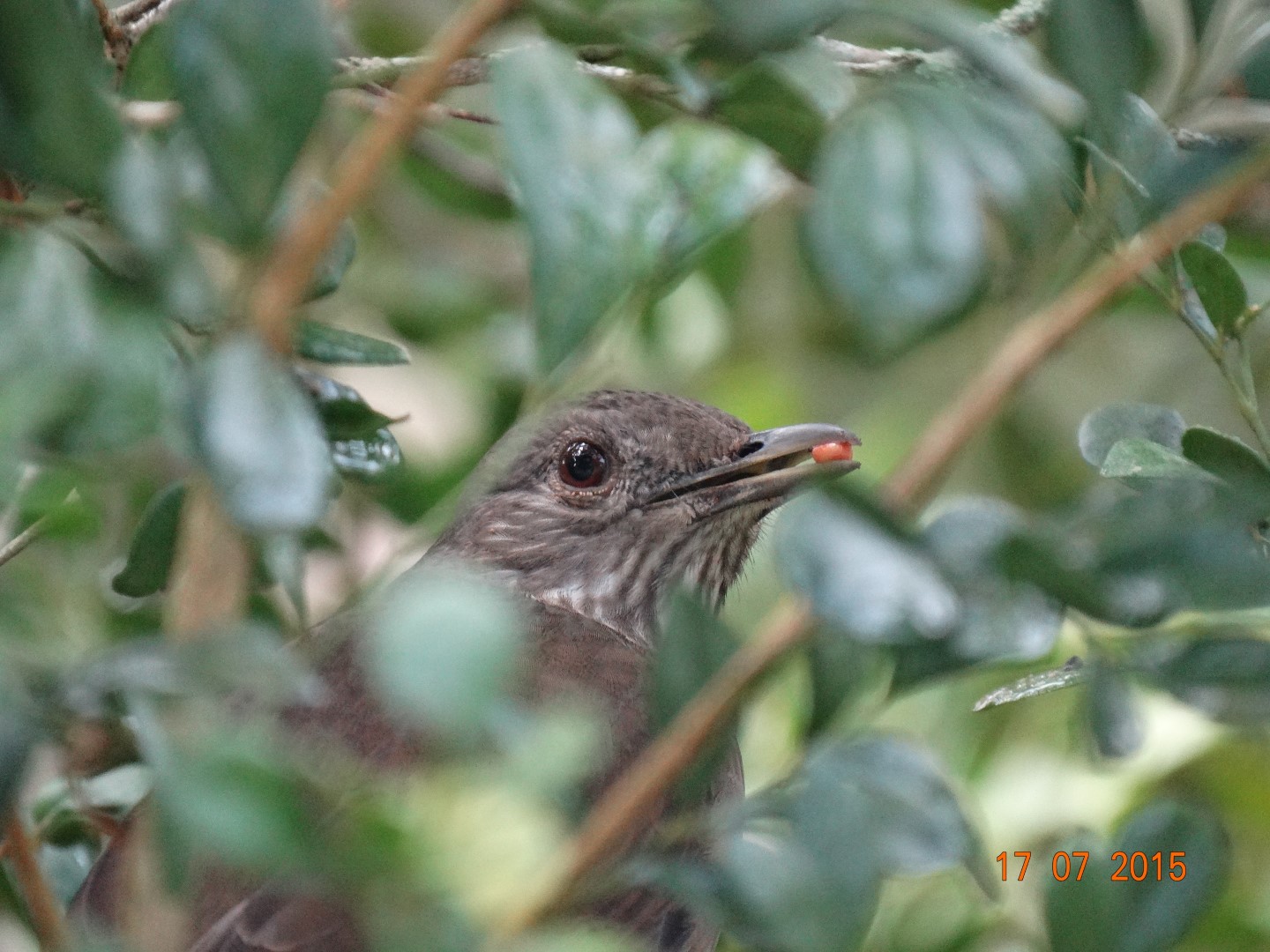 Cape Rock-Thrush