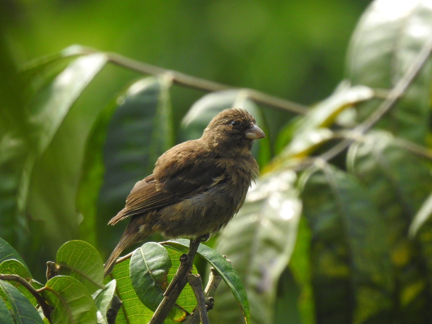 Cape Siskin