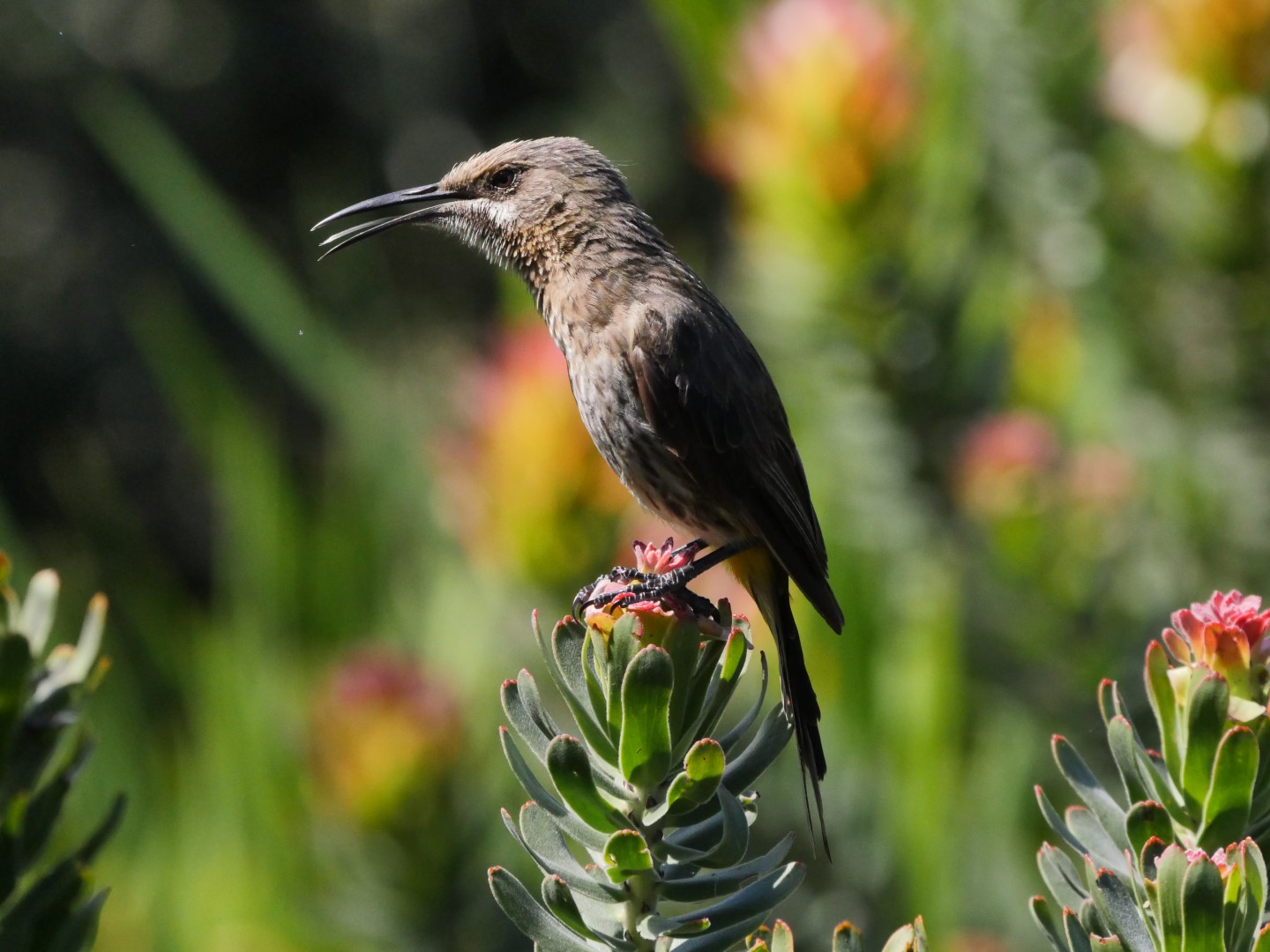 Cape Sugarbird