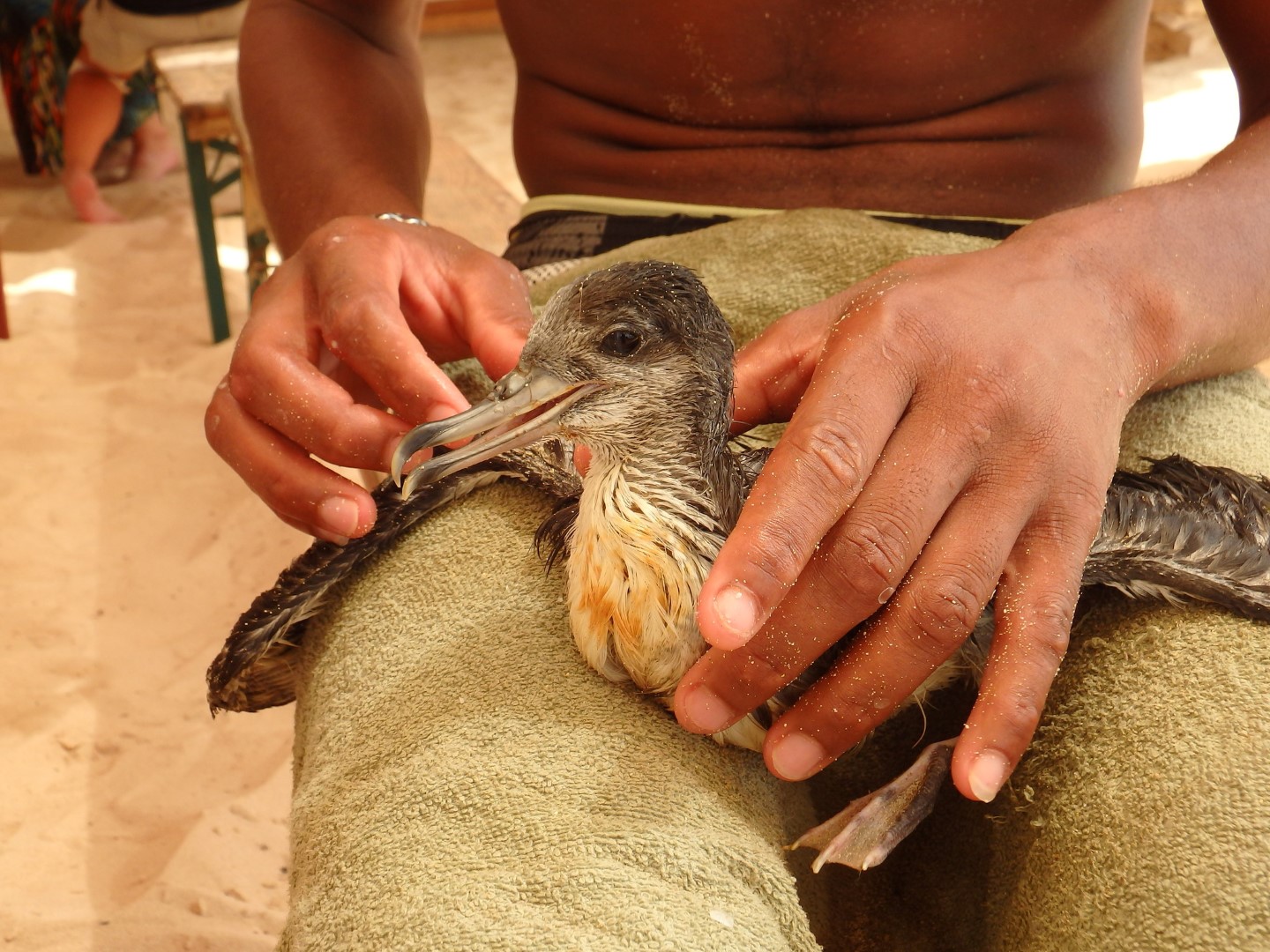 Cape Verde shearwater