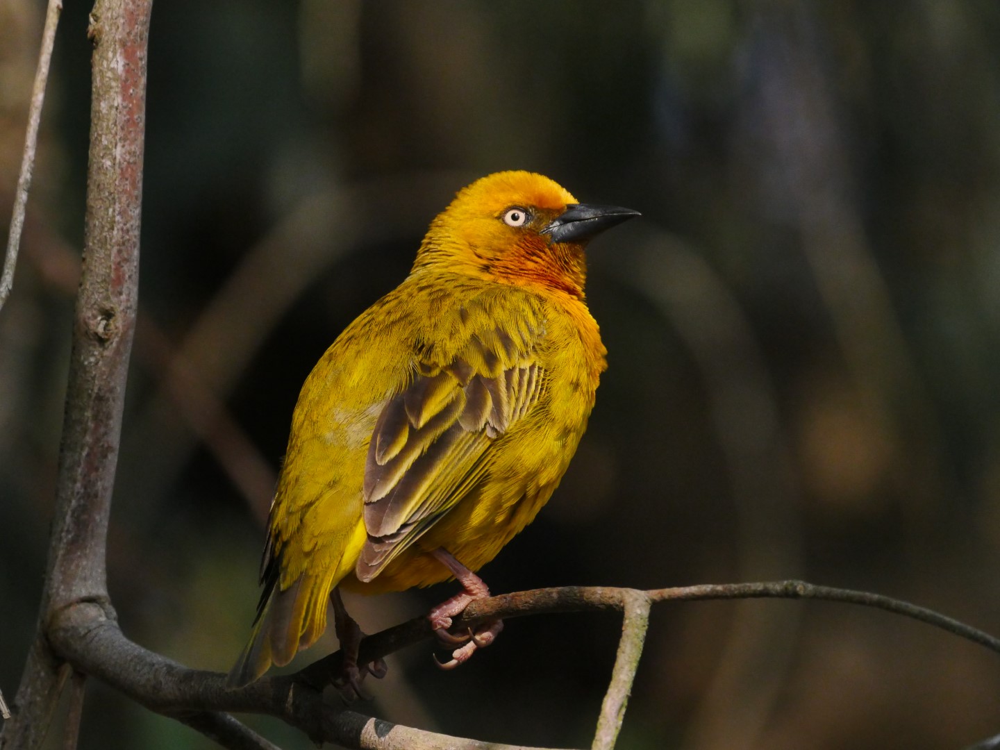 Cape Weaver