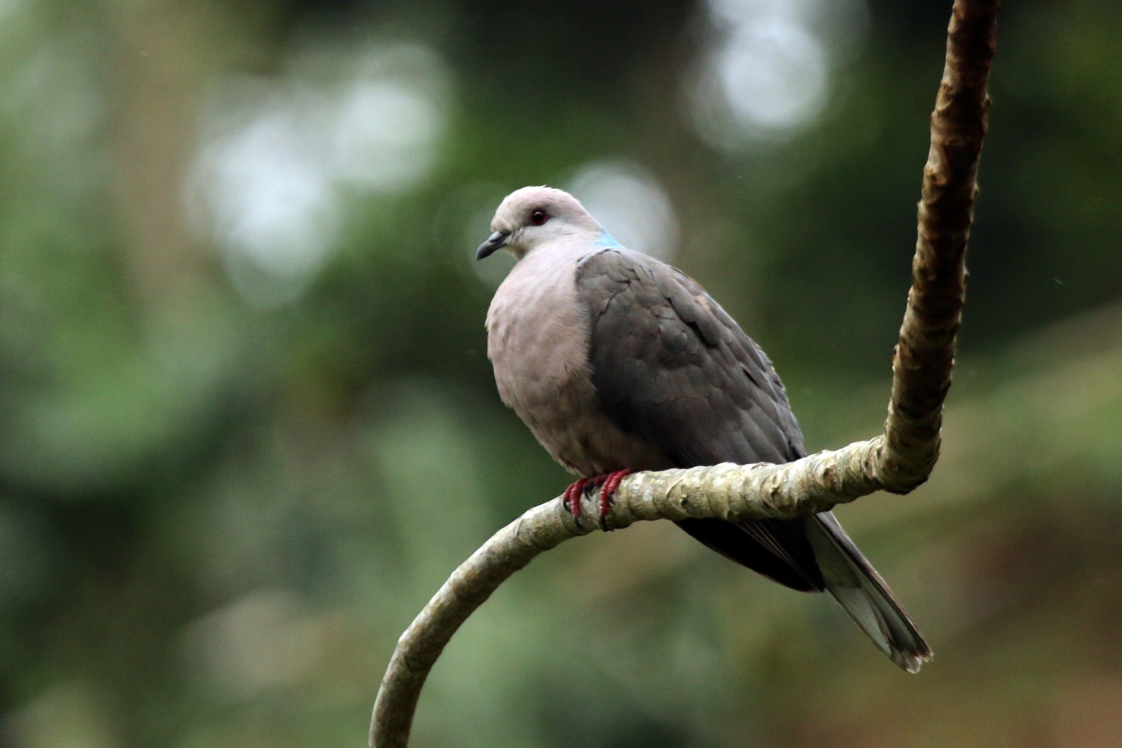 Caribbean Pigeon
