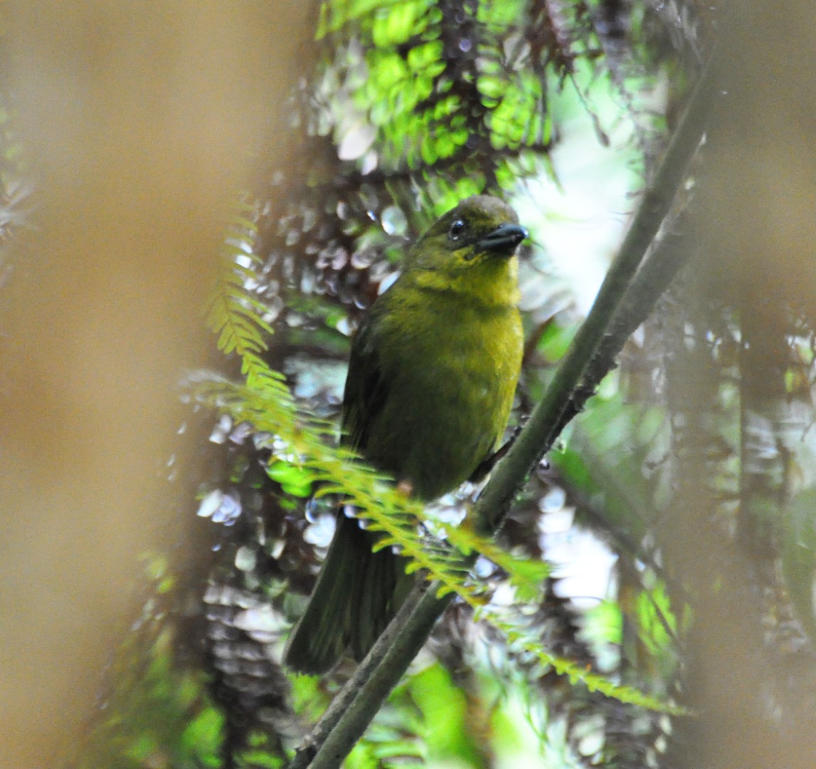 Carmiol's Tanager