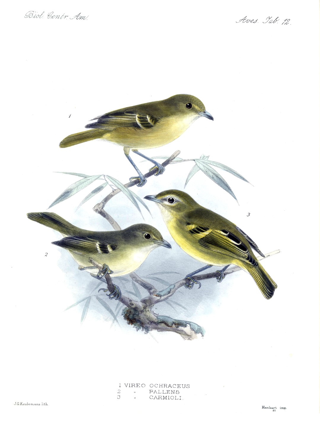Carmiol's Vireo