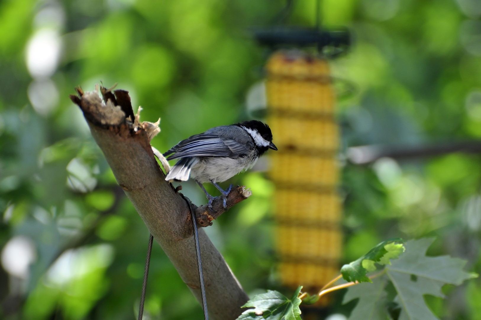 Carolina Chickadee