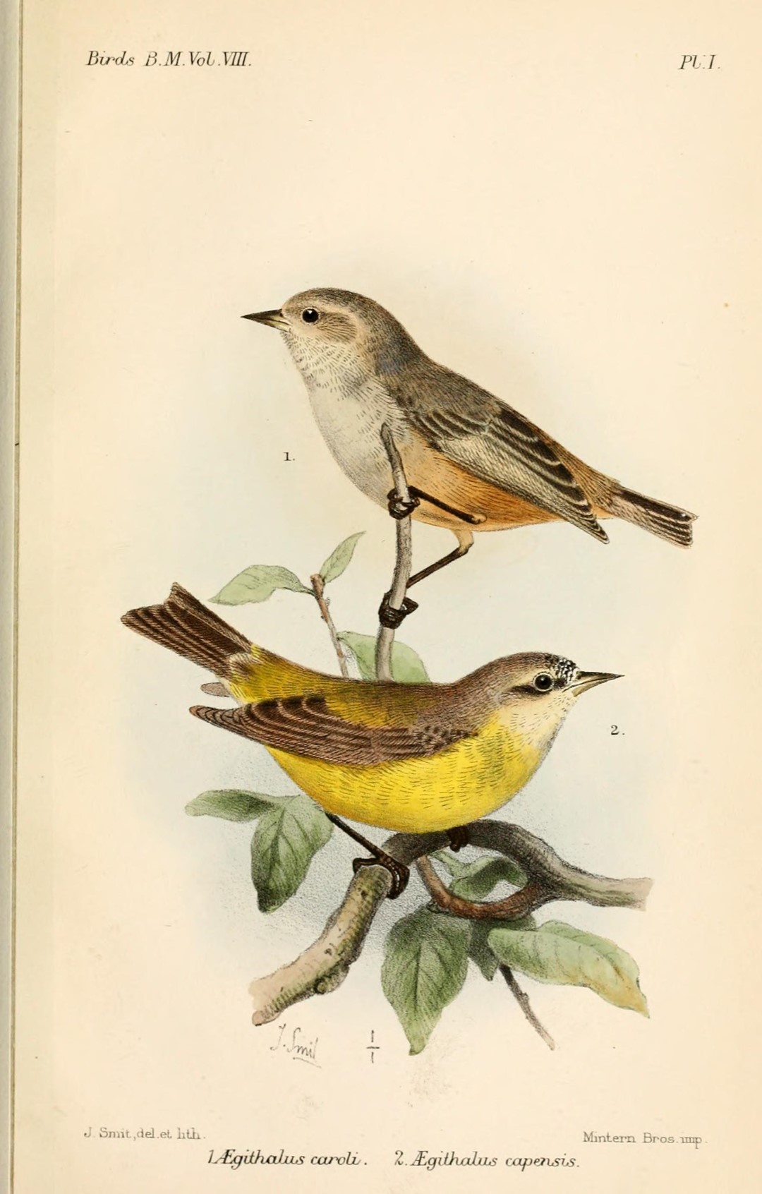 Carolina Penduline-Tit