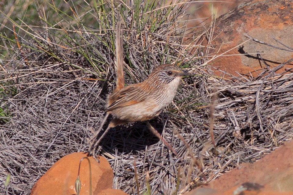 Carpentarian Grasswren