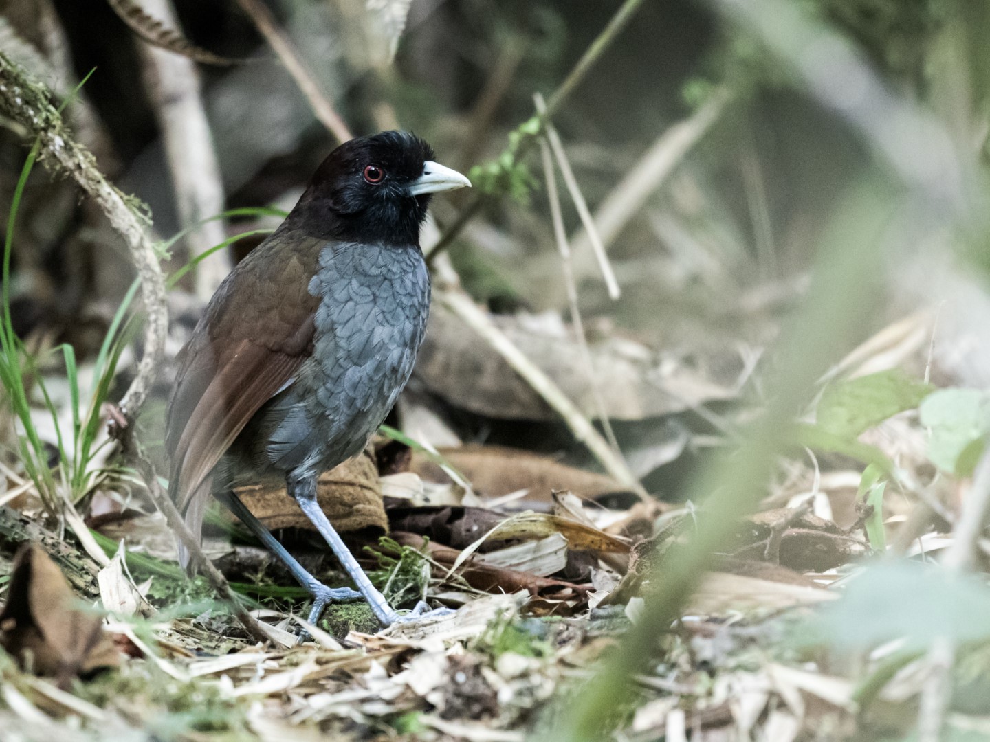 Carriker's Antpitta