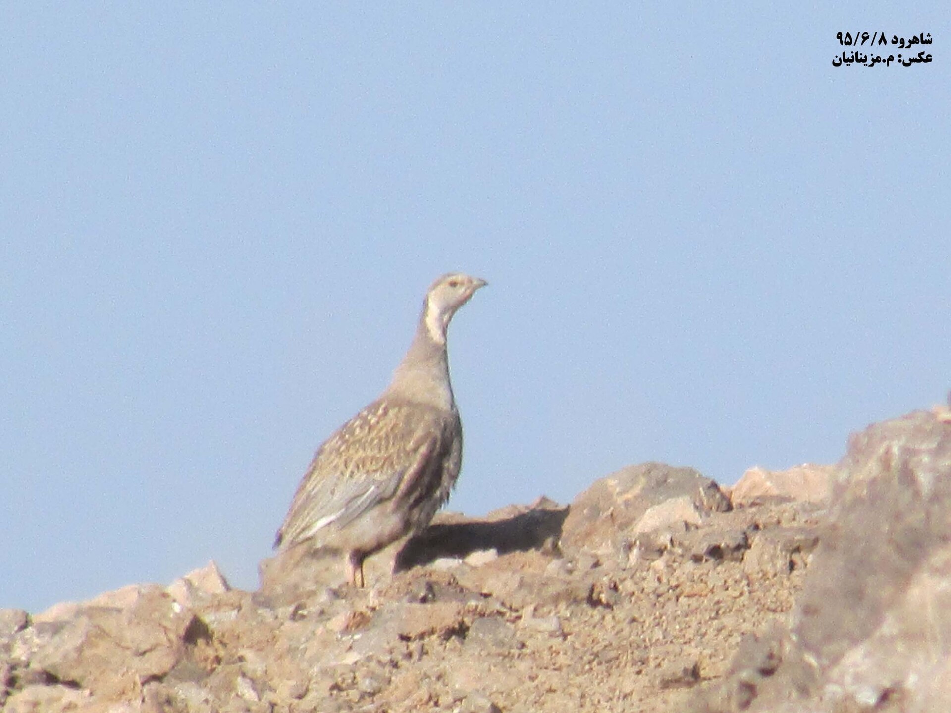 Caspian Snowcock