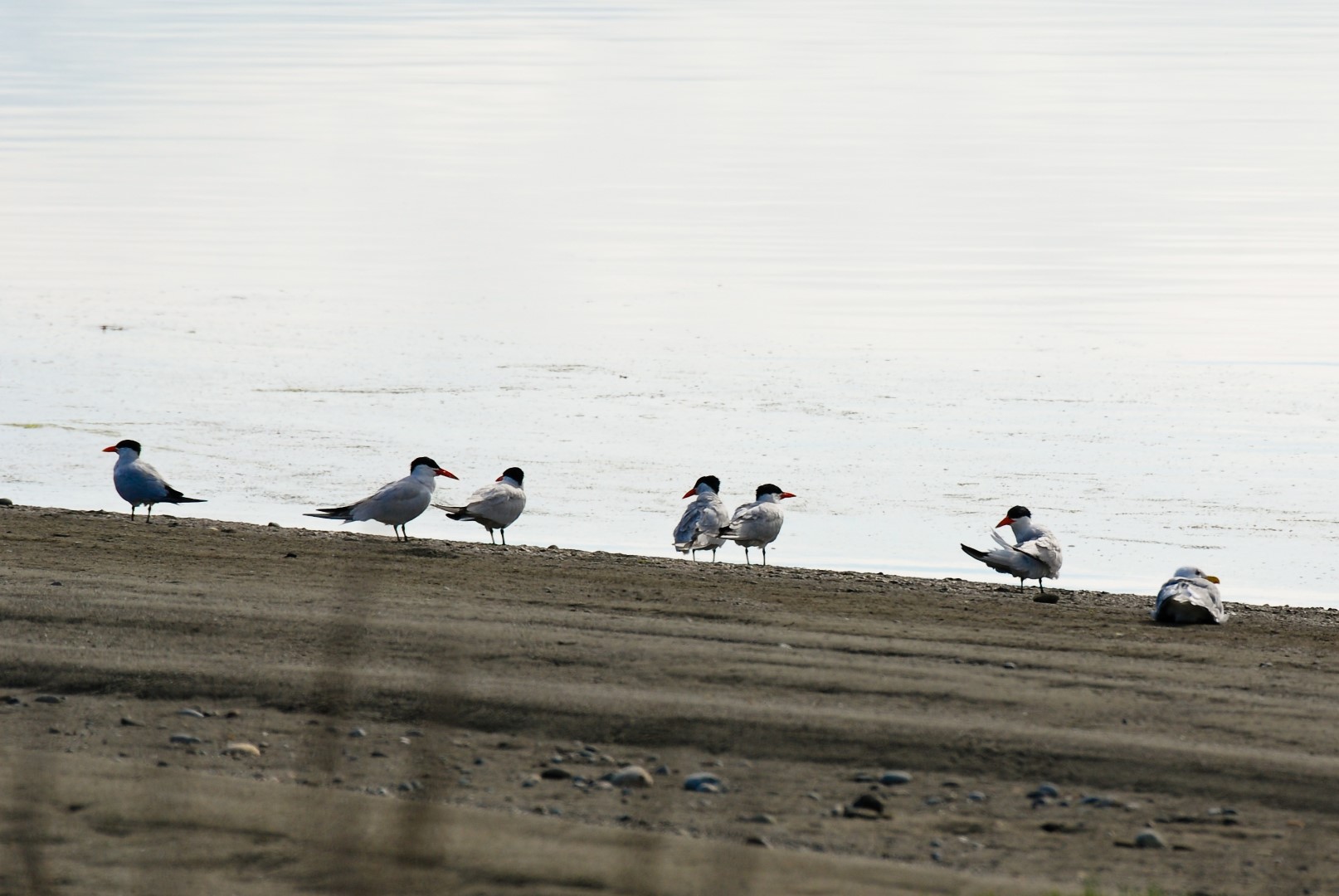 Caspian Tern