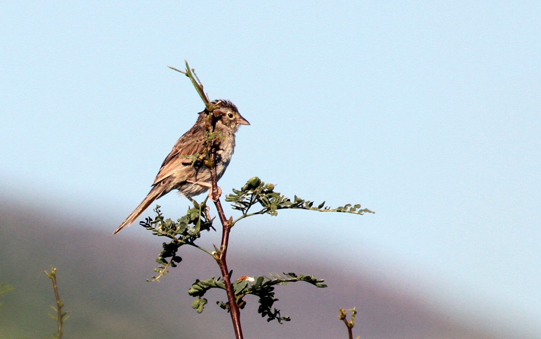 Cassin's Sparrow