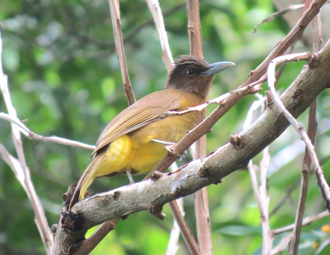 Catanduanes Bulbul