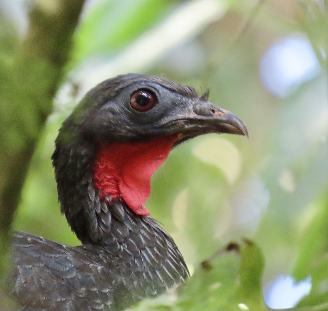 Cauca Guan