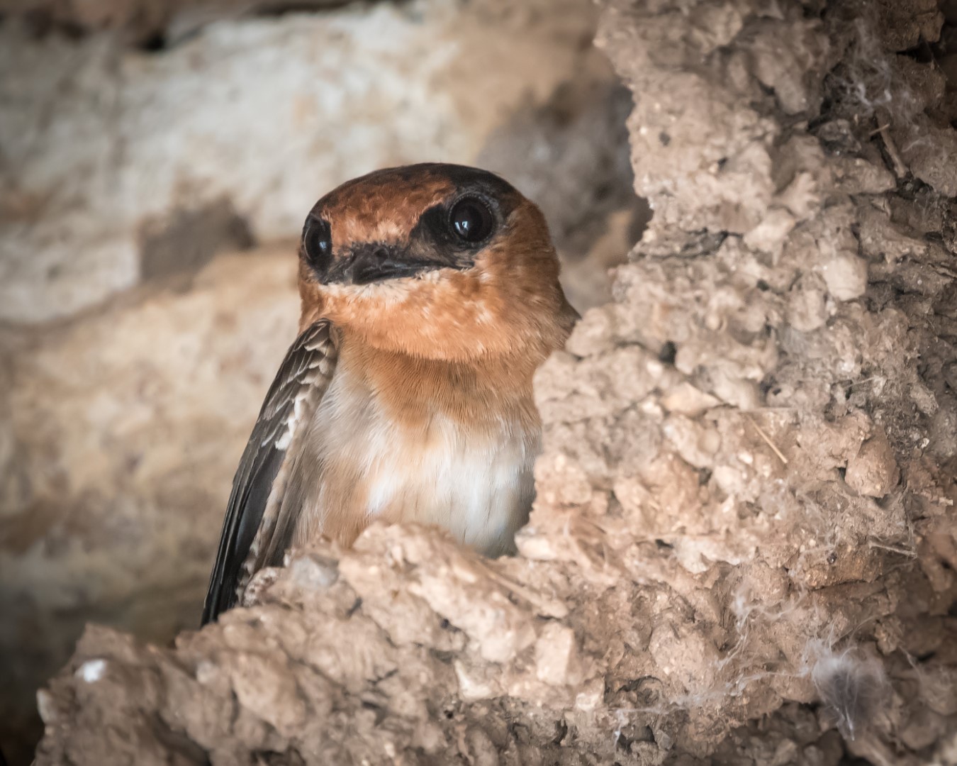 Cave Swallow
