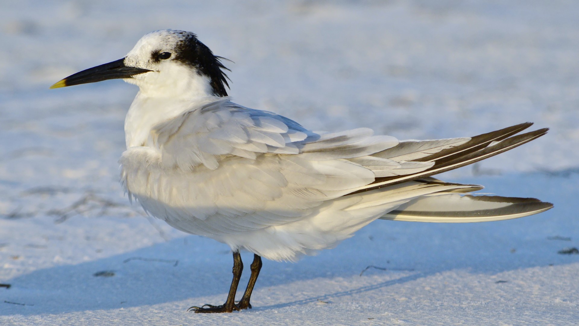 Cayenne Tern