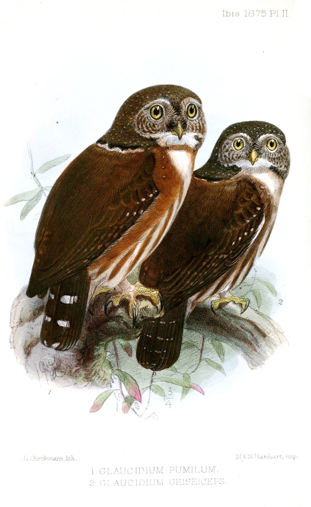 Central American Pygmy Owl