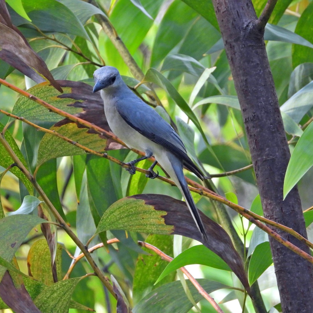 Ceram Imperial Pigeon