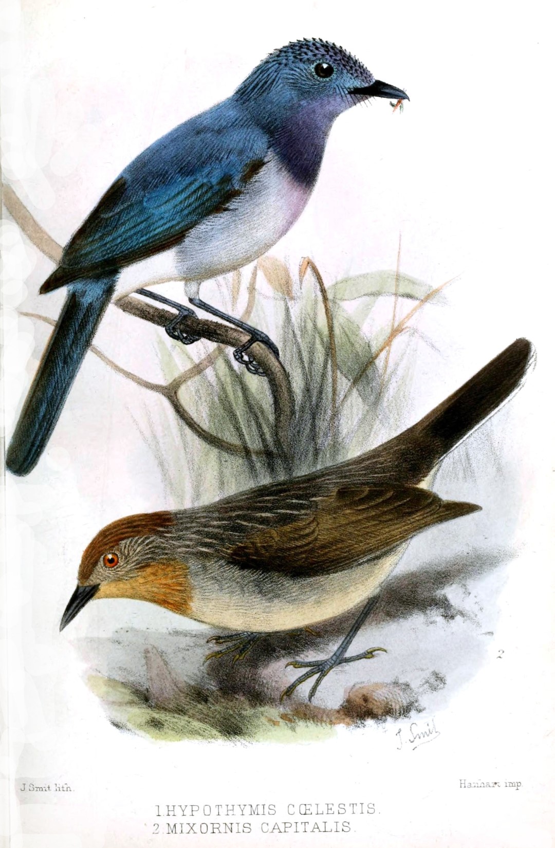 Cerulean Paradise-Flycatcher