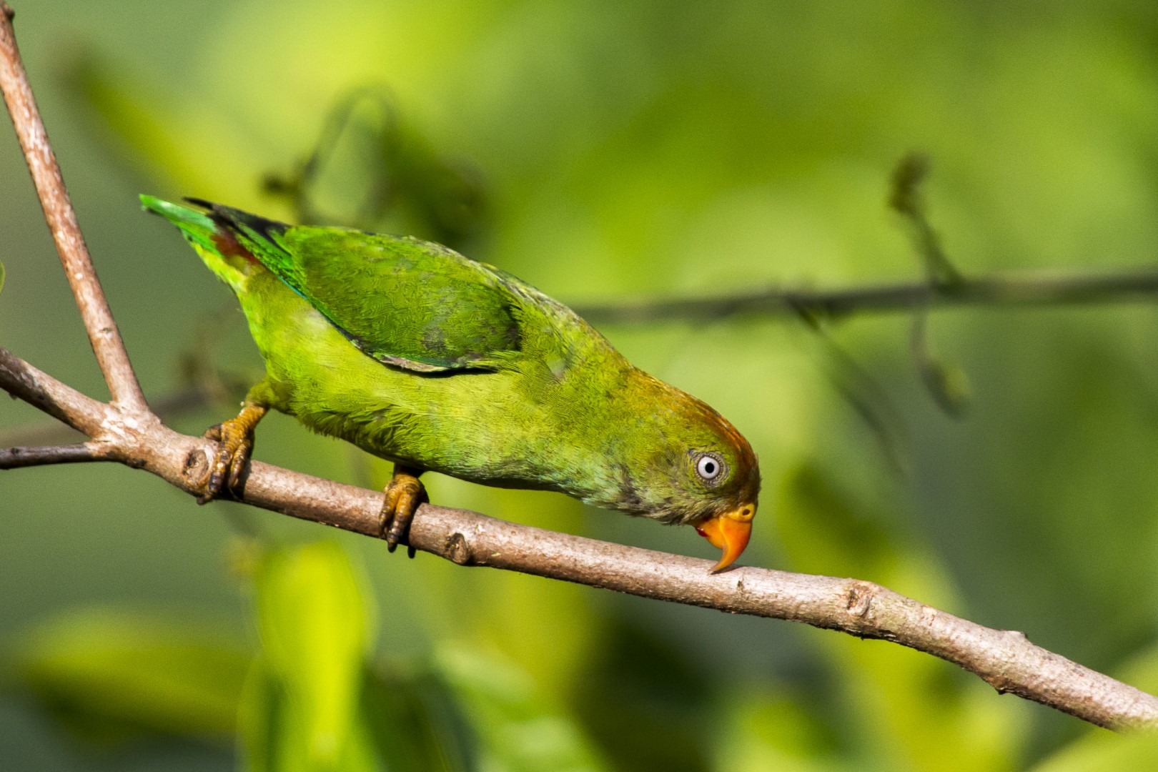 Ceylon hanging parrot