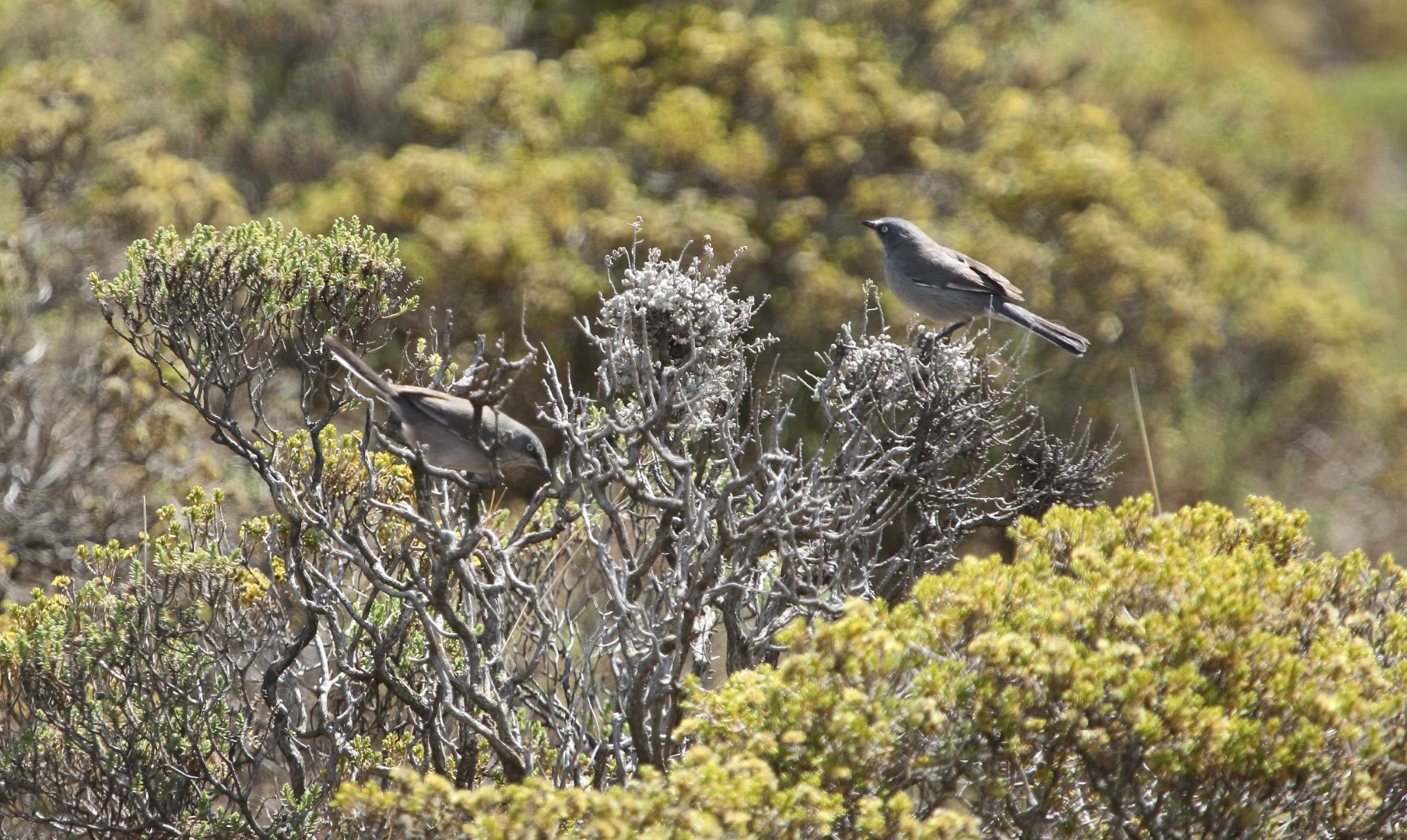 Ceylon Rufous Babbler