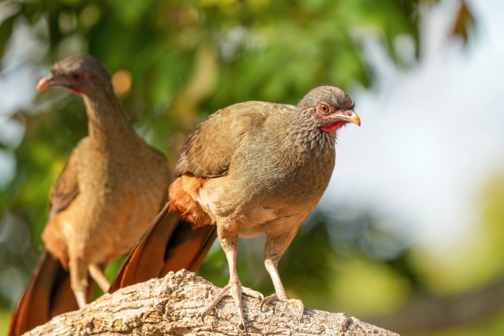 Chaco Chachalaca
