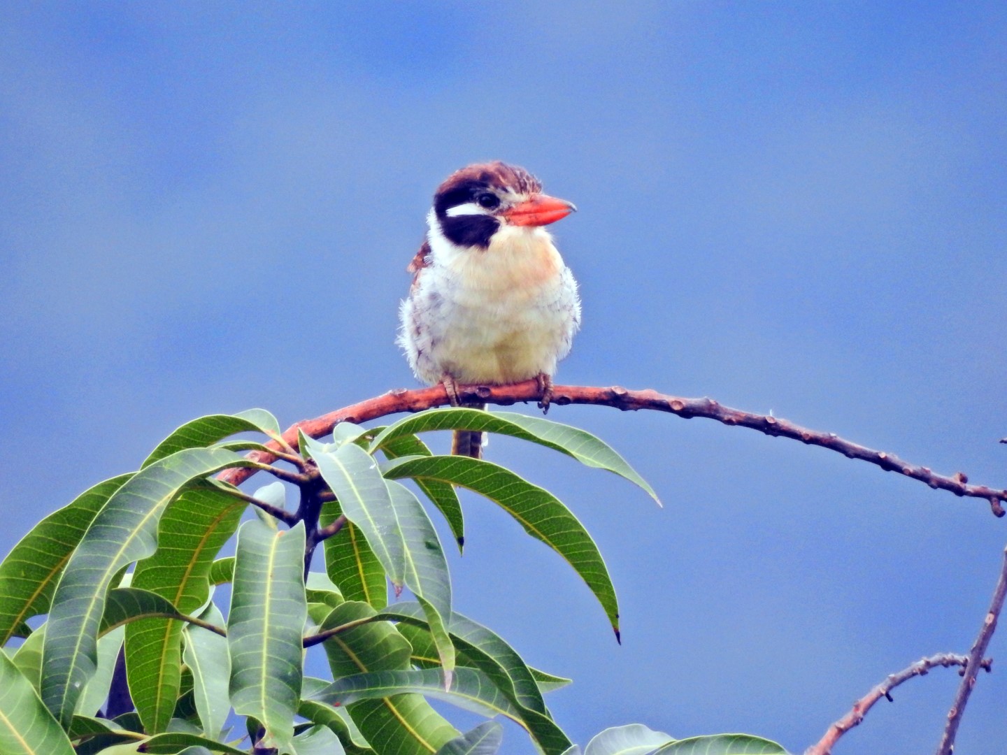 Chaco puffbird