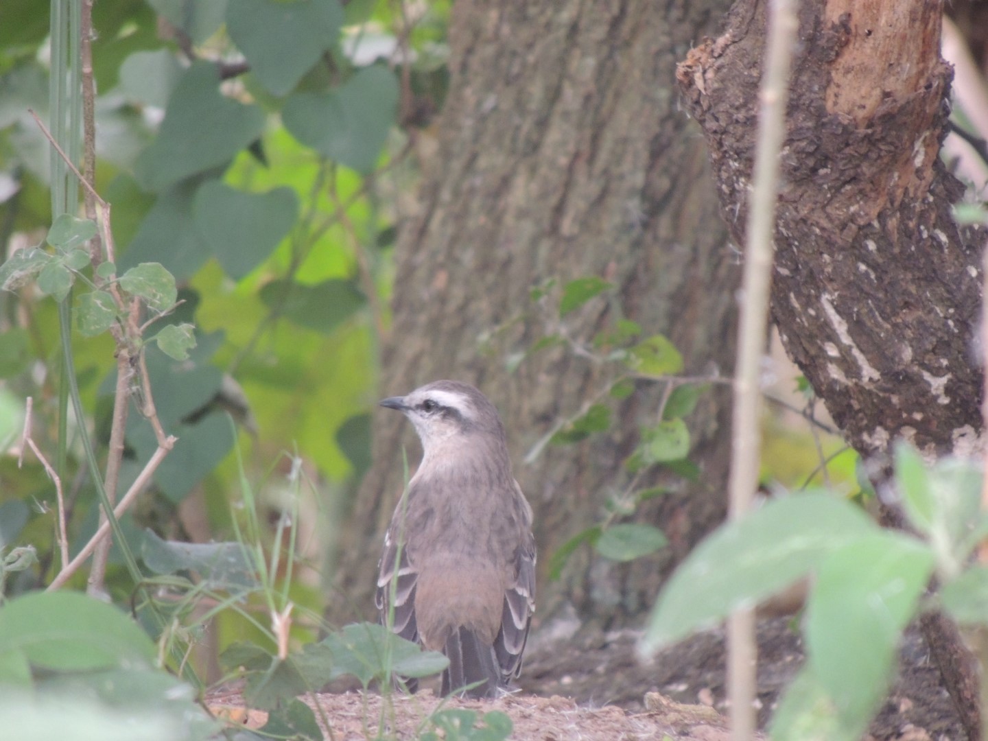 Chalk-browed Mockingbird