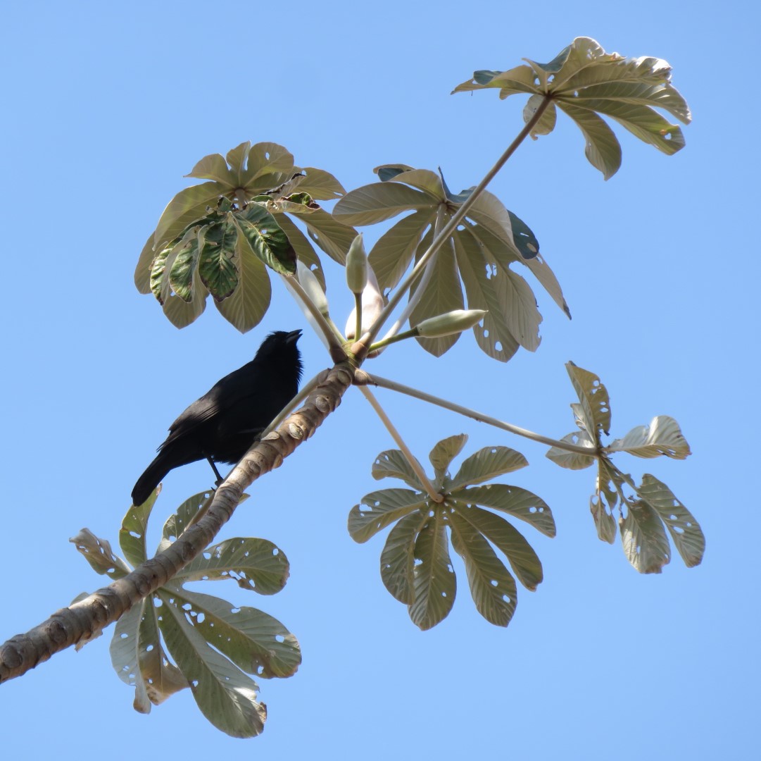 Chalk-browed Mockingbird