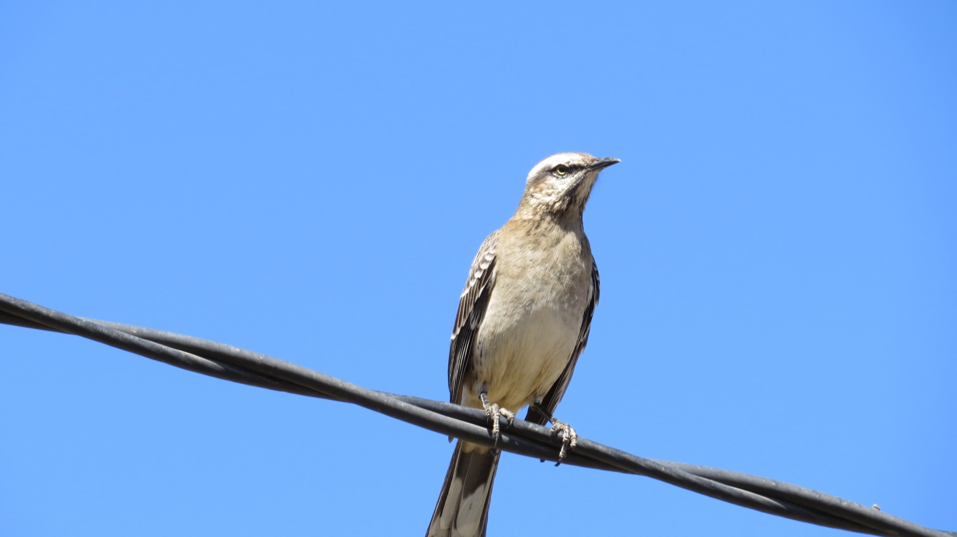 Chalk-browed Mockingbird