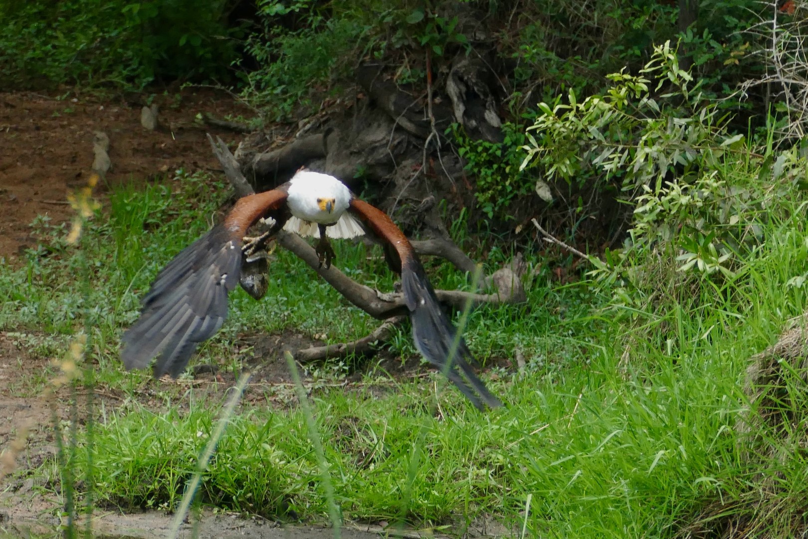 Changeable Hawk-Eagle