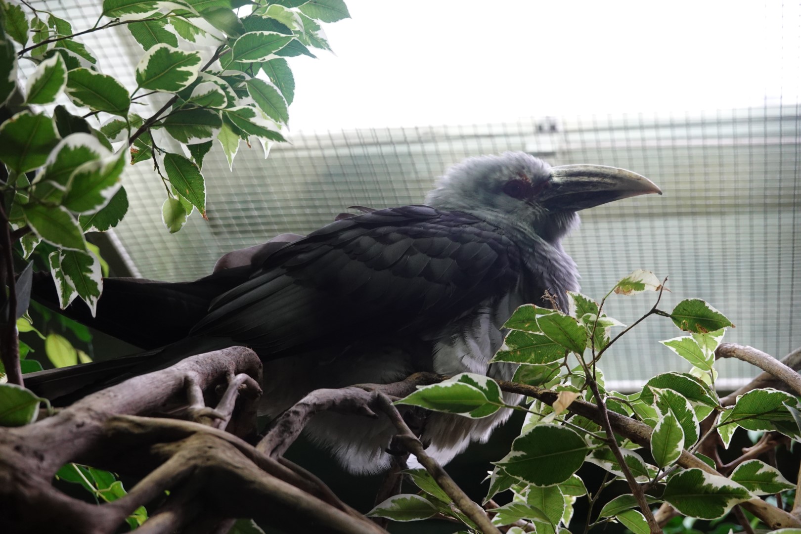 Channel-billed Cuckoo
