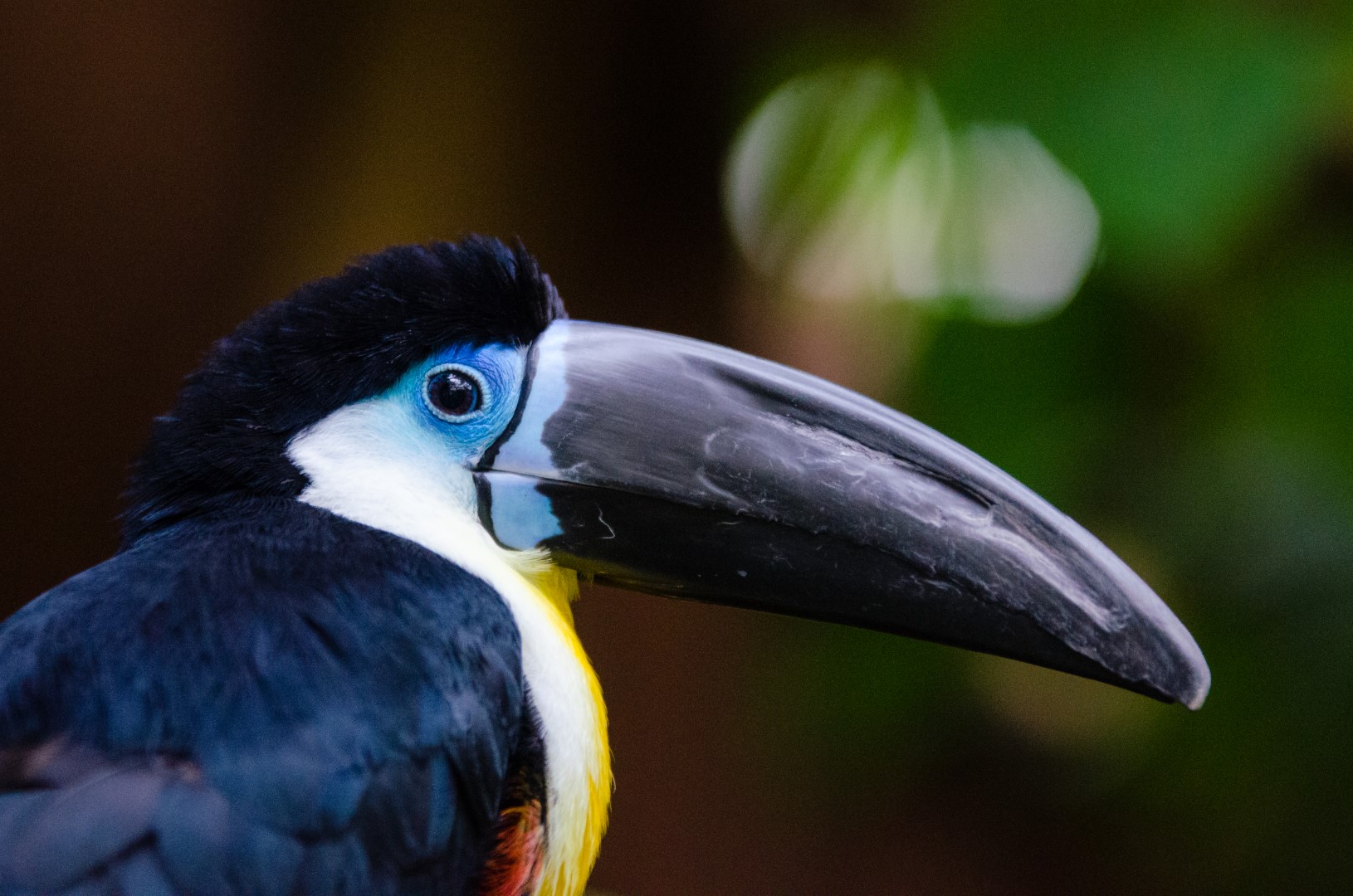 Channel-billed Toucan