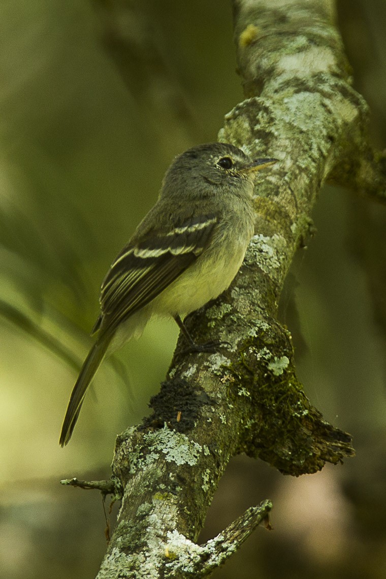 Chapada Flycatcher