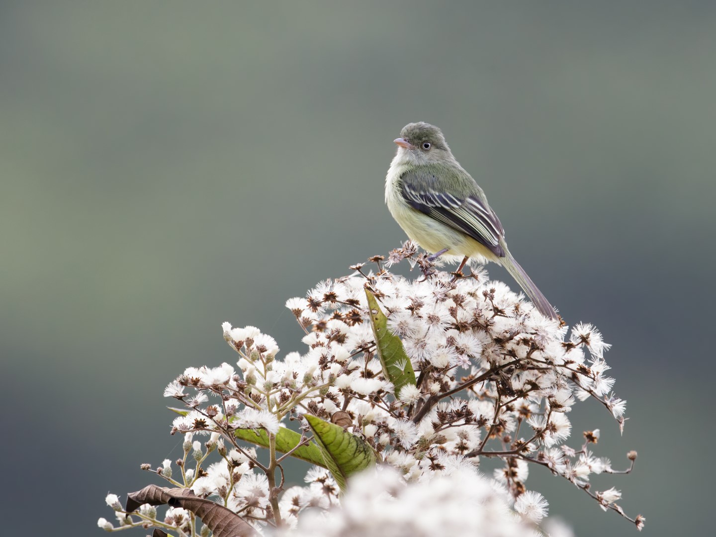 Chapada Flycatcher