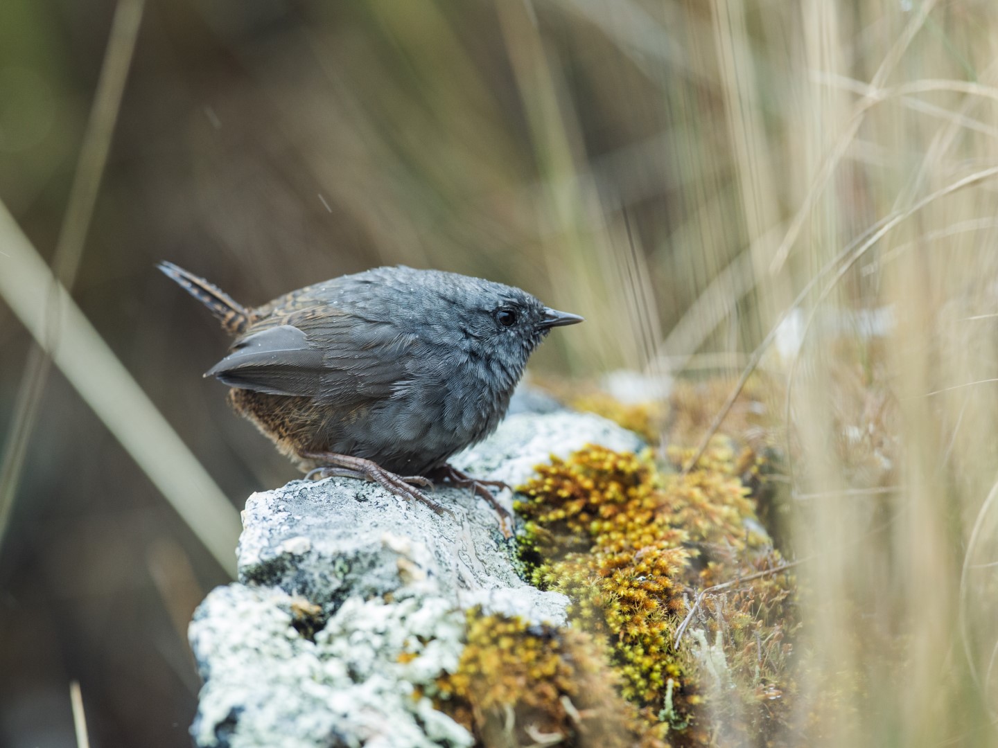 Chapada Tapaculo