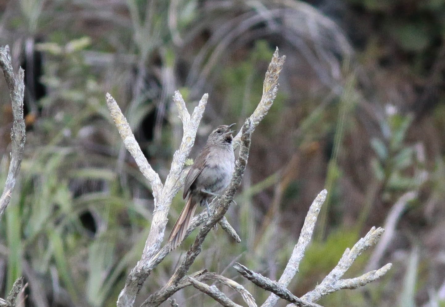 Chaparri tapaculo