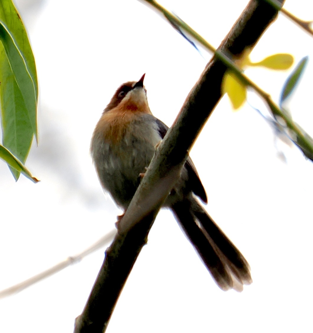 Chapin's Apalis