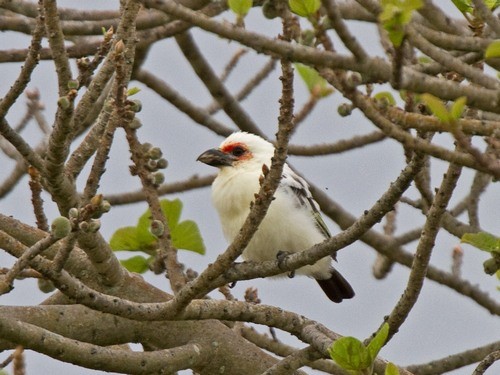 Chaplin's Barbet