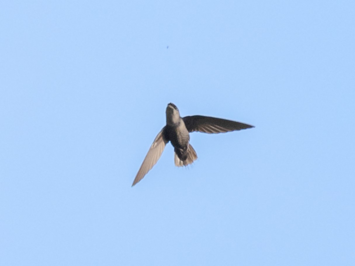 Chapman's swift