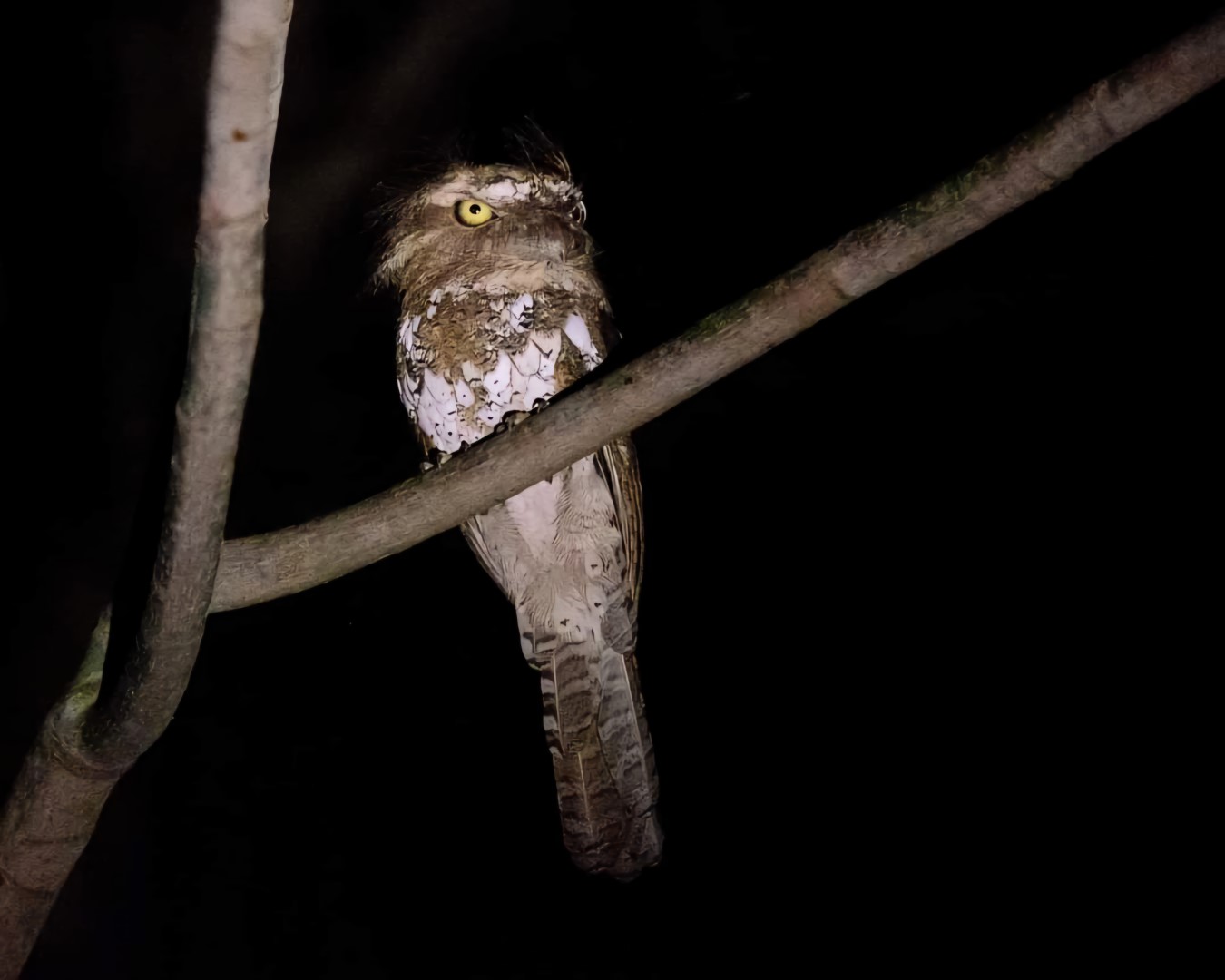 Chasen's frogmouth