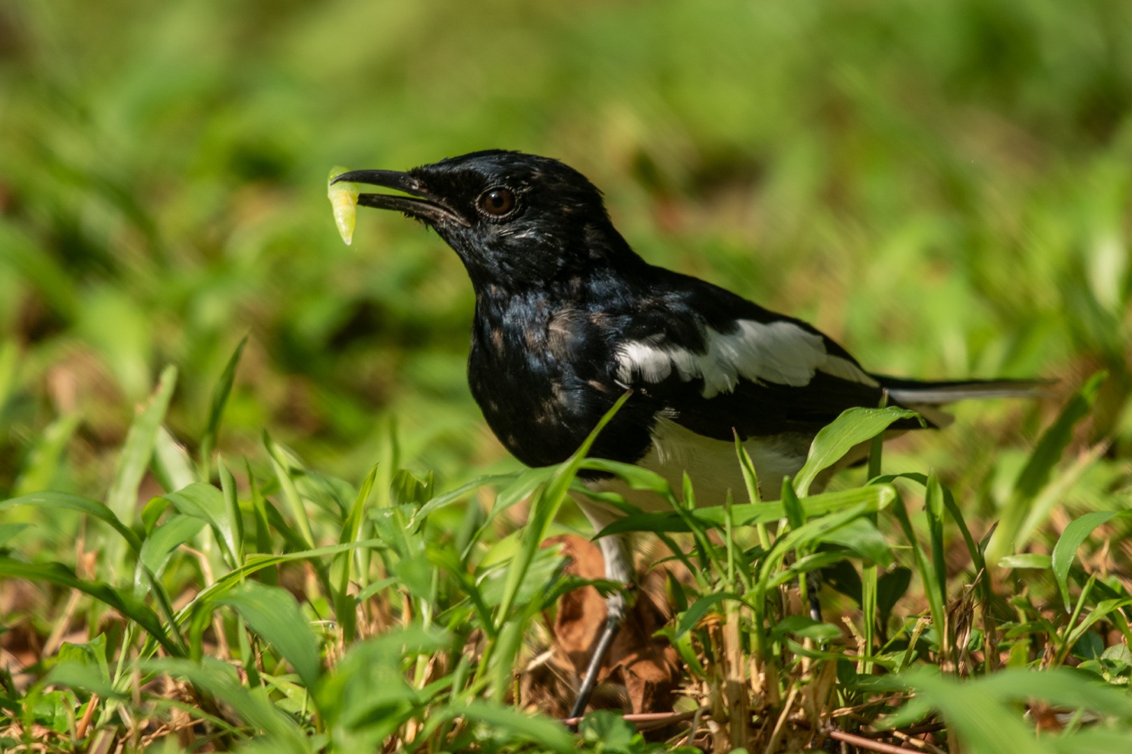 Chatham Island robin