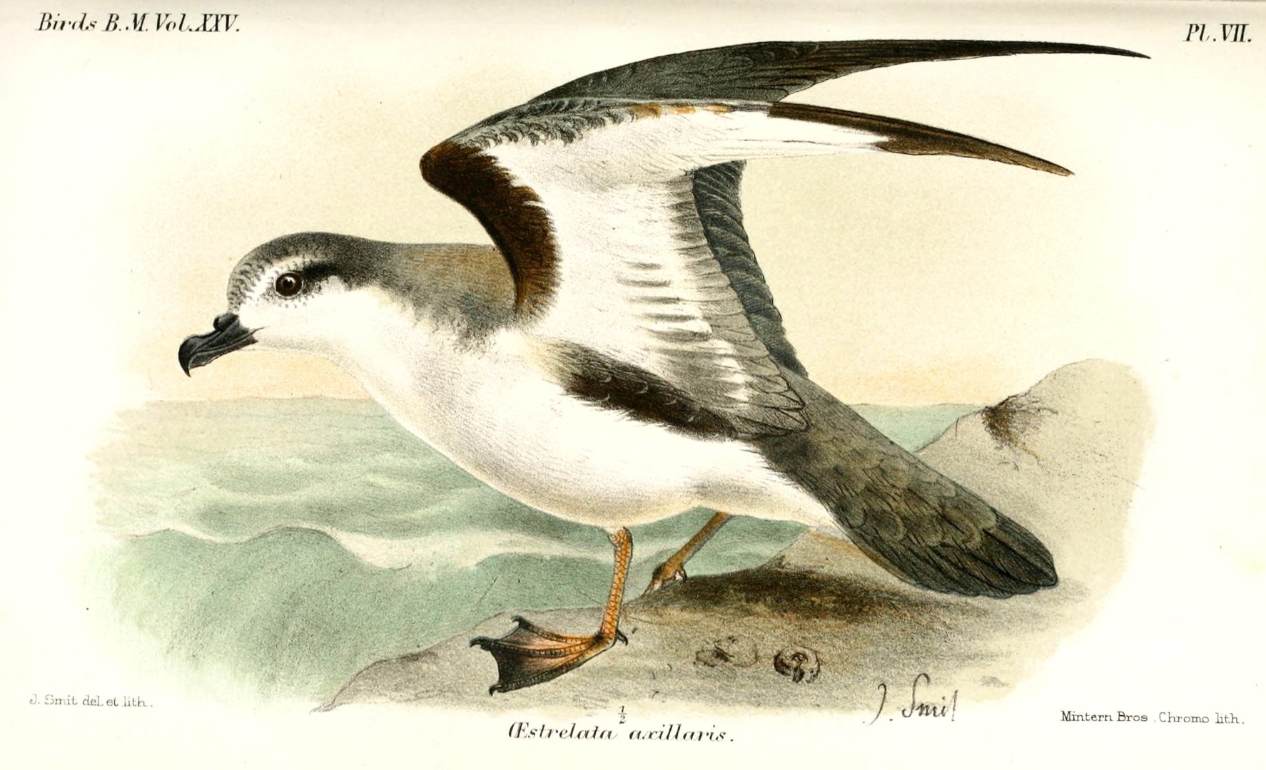 Chatham Island Taiko