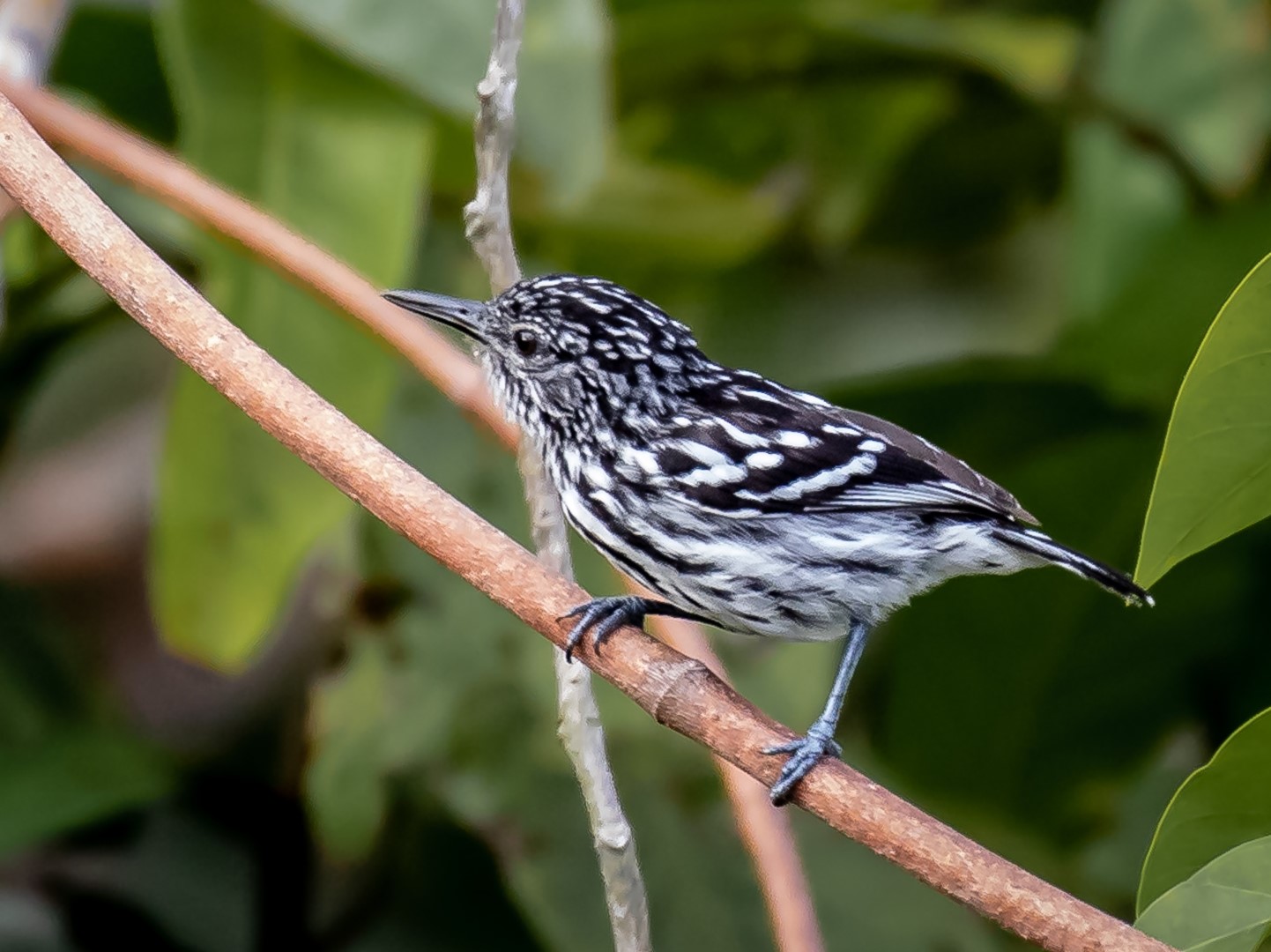Cherrie's antwren