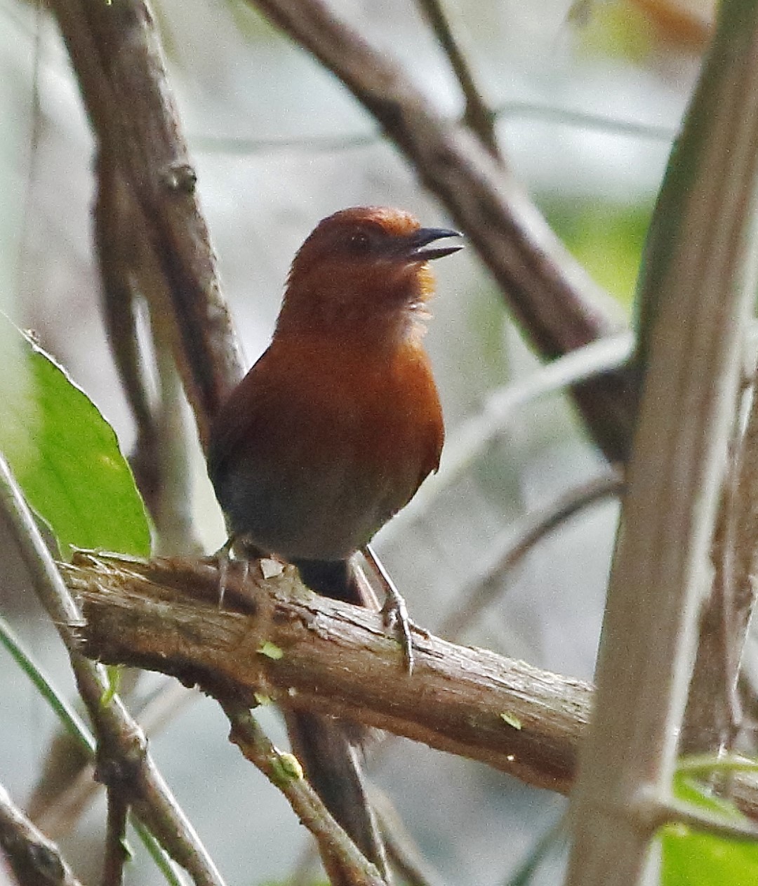 Cherrie's spinetail