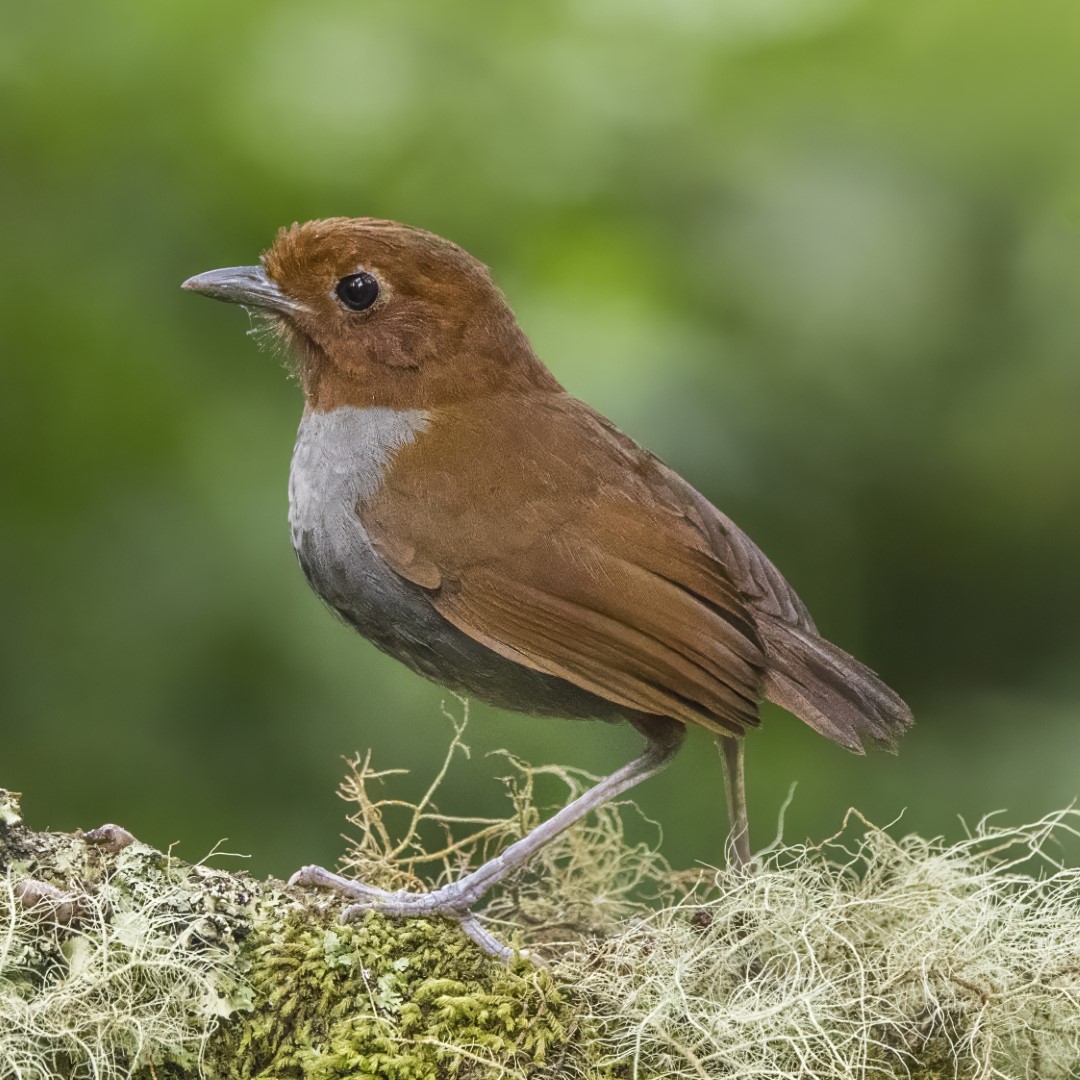 Chestnut Antpitta