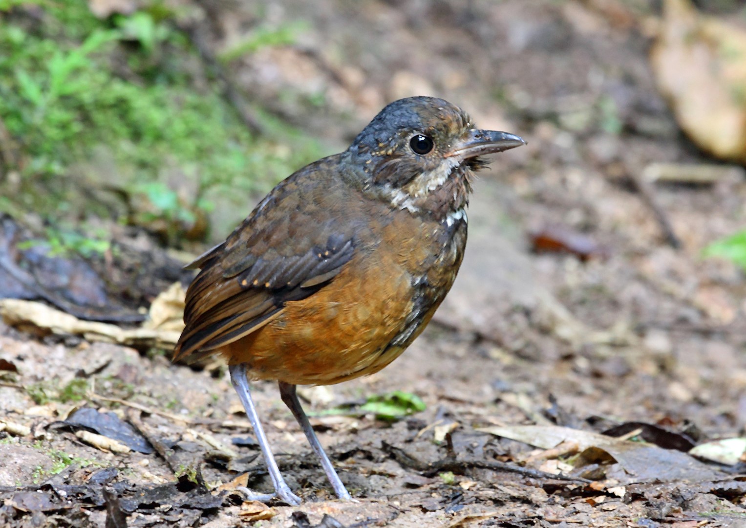 Chestnut Antpitta