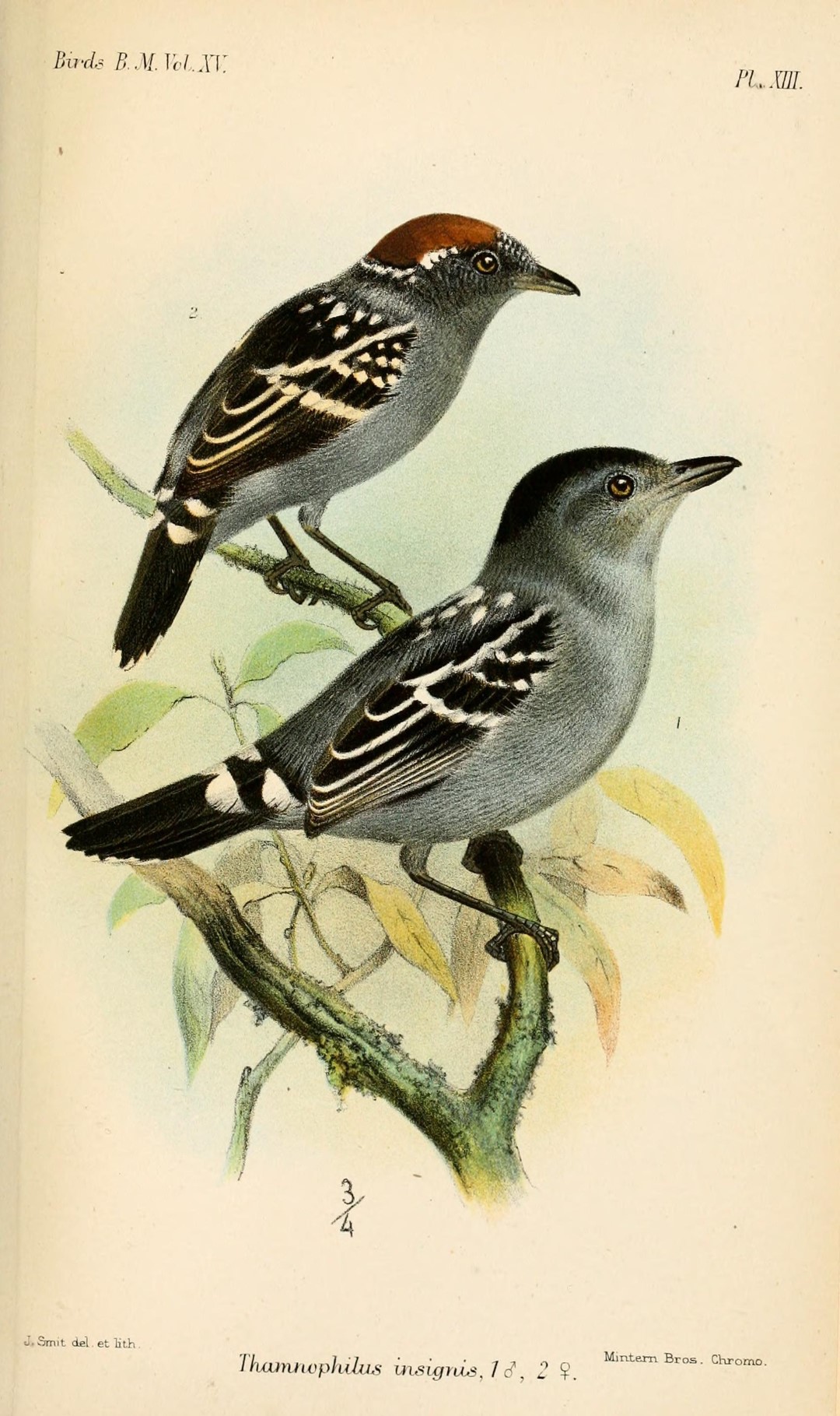 Chestnut-backed Antshrike