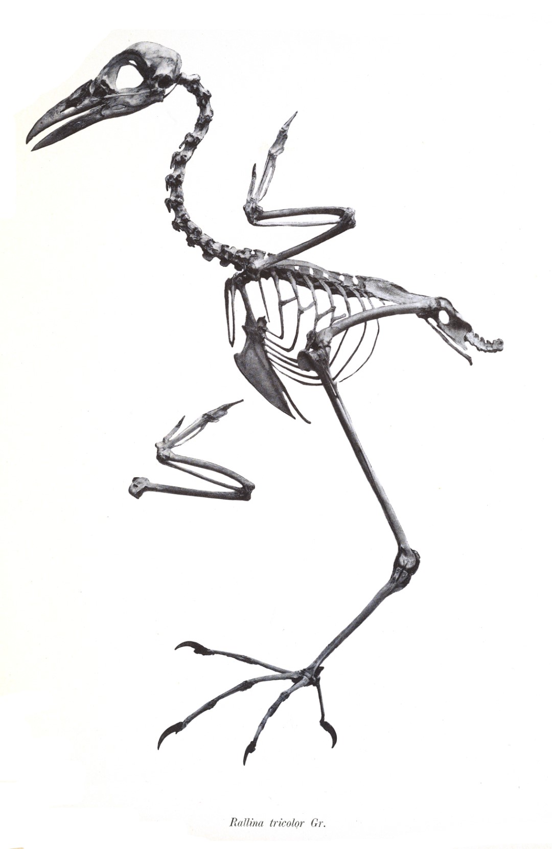 Chestnut-backed Bush-Warbler